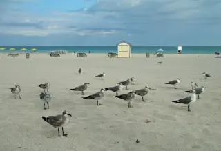 Miami Beach photo 1