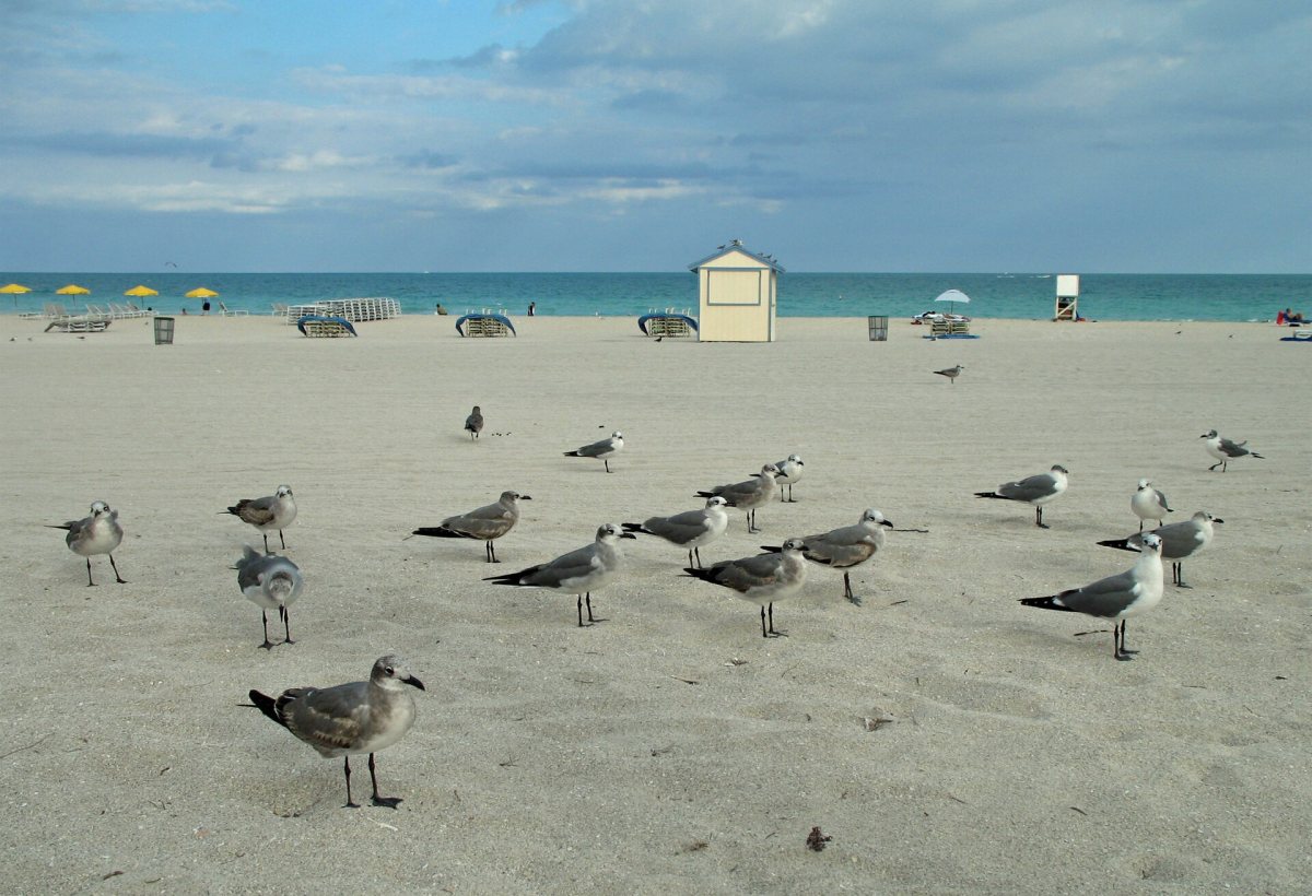 Miami Beach photo 5