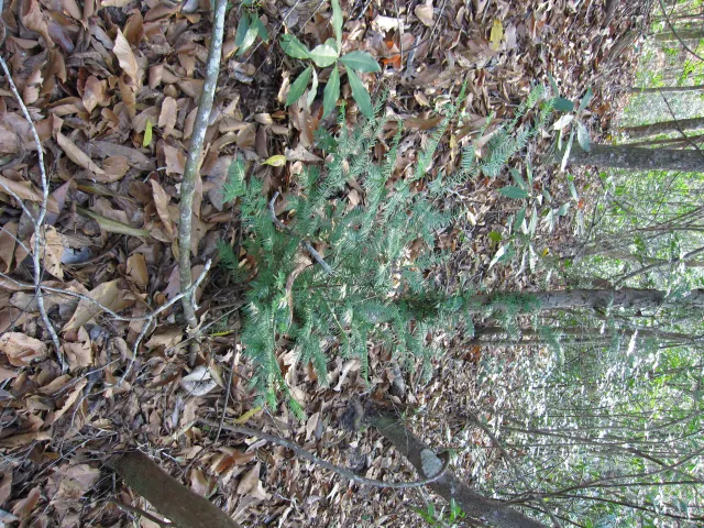 Apalachicola Bluffs and Ravines Preserve