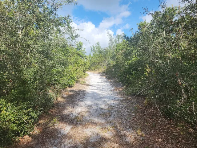 Lyonia Preserve
