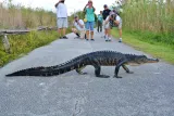 Everglades National Park preview 2
