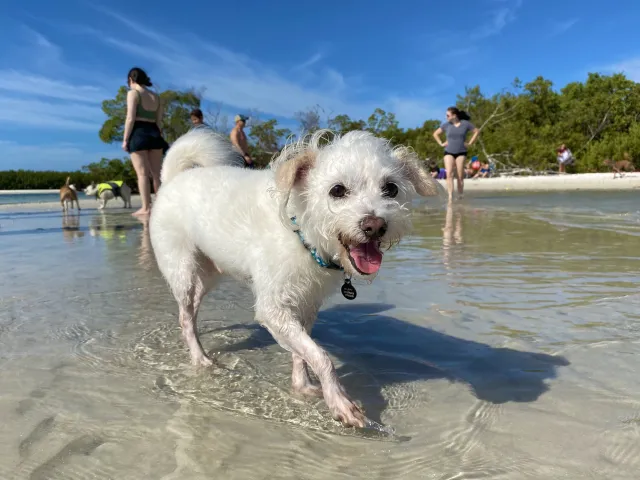 Lee County Dog Beach