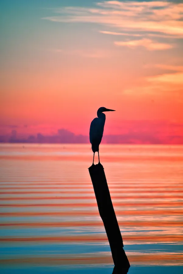 Great White Heron National Wildlife Refuge