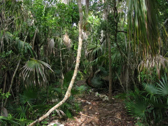 Curry Hammock State Park