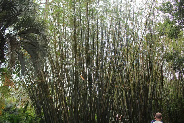Jacksonville Zoo and Gardens