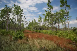 Citrus Wildlife Management Area in Inverness, FL park photo