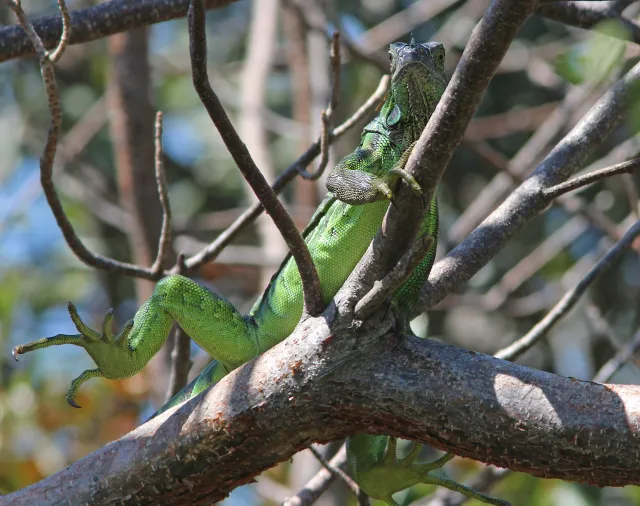 Key West Tropical Forest & Botanical Garden