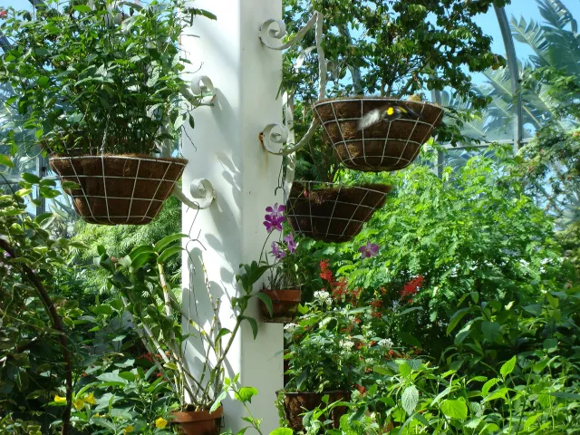 Key West Butterfly and Nature Conservatory