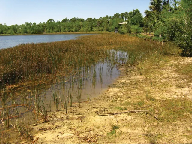 Grassy Waters Preserve