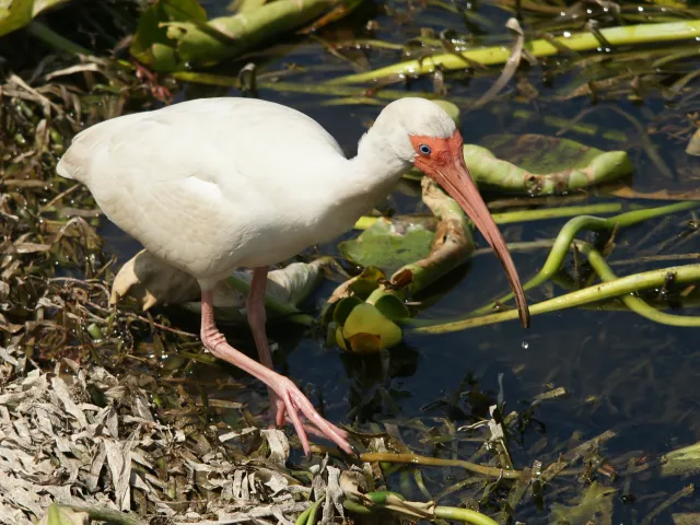 Francis S Taylor Wildlife Management Area