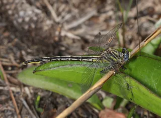 Blackwater Wildlife Management Area in Crestview, FL park photo