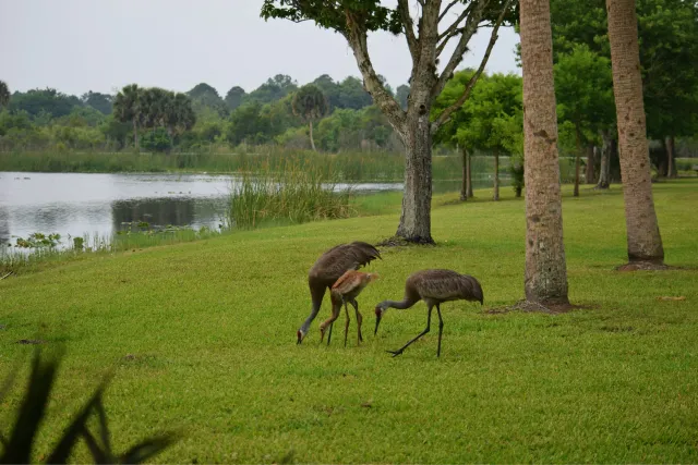 Fox Lake Park