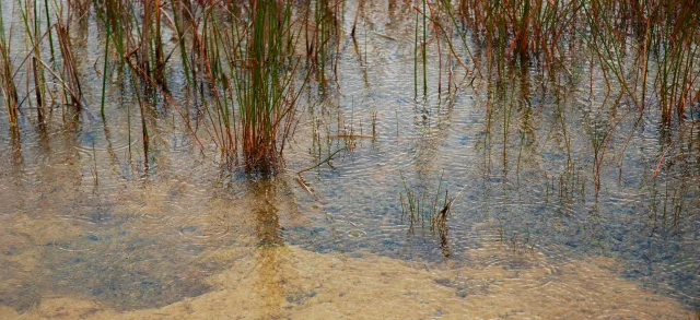 Weekiwachee Preserve