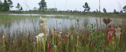 Yellow River Marsh Aquatic Preserve