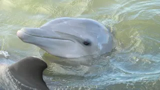 Dolphin Research Center in Grassy Key, FL attraction photo