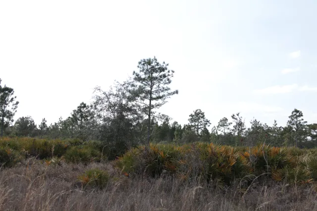 Everglades Headwaters National Wildlife Refuge and Conservation Area