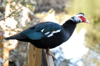 Homosassa Springs Wildlife State Park in Homosassa, FL park photo