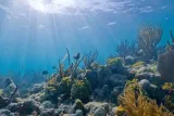 Biscayne National Park preview 3