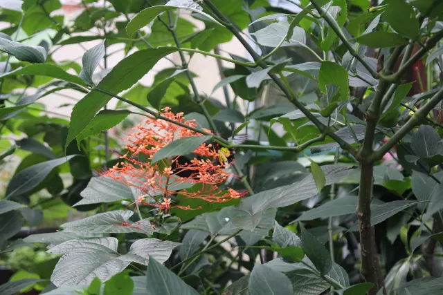 Butterfly Rainforest