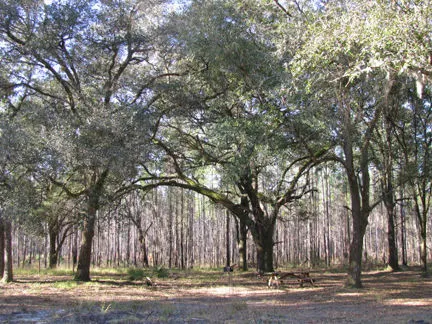 Belmore State Forest Ates Creek Tract