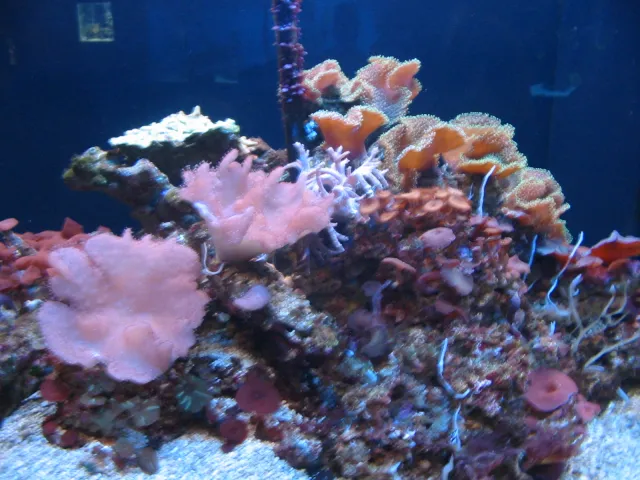 Mote Marine Laboratory and Aquarium